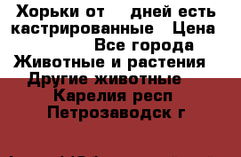   Хорьки от 35 дней есть кастрированные › Цена ­ 2 000 - Все города Животные и растения » Другие животные   . Карелия респ.,Петрозаводск г.